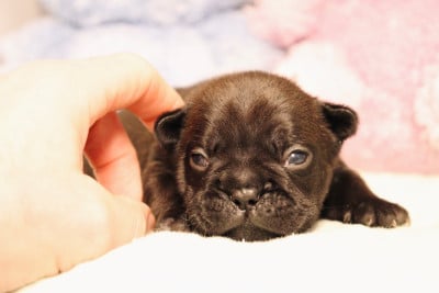 Les chiots de Bouledogue français