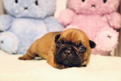 Les chiots de Bouledogue français