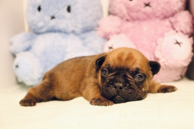 Les chiots de Bouledogue français