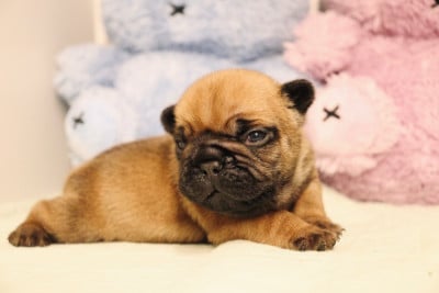 Les chiots de Bouledogue français