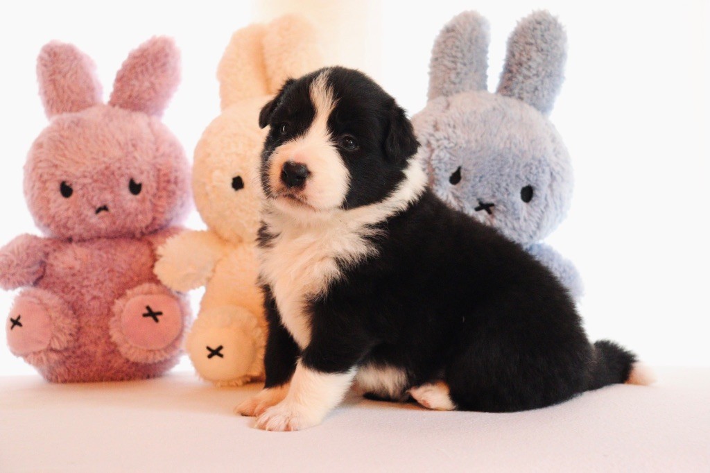 Border Collie - De L'Ivresse D'Amour