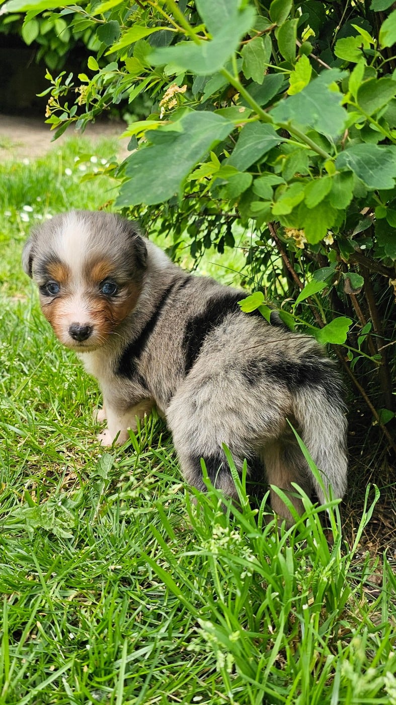 Bowie
