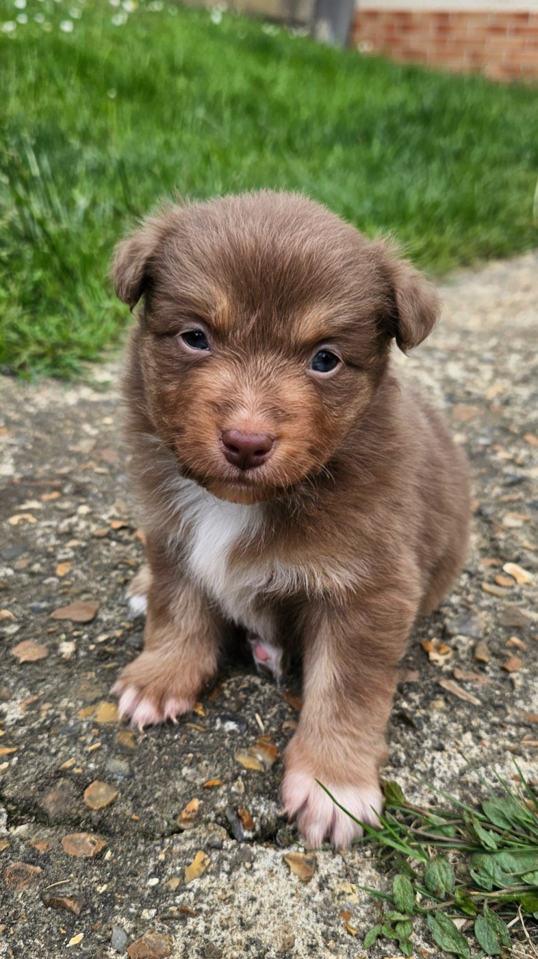 Baby Saja