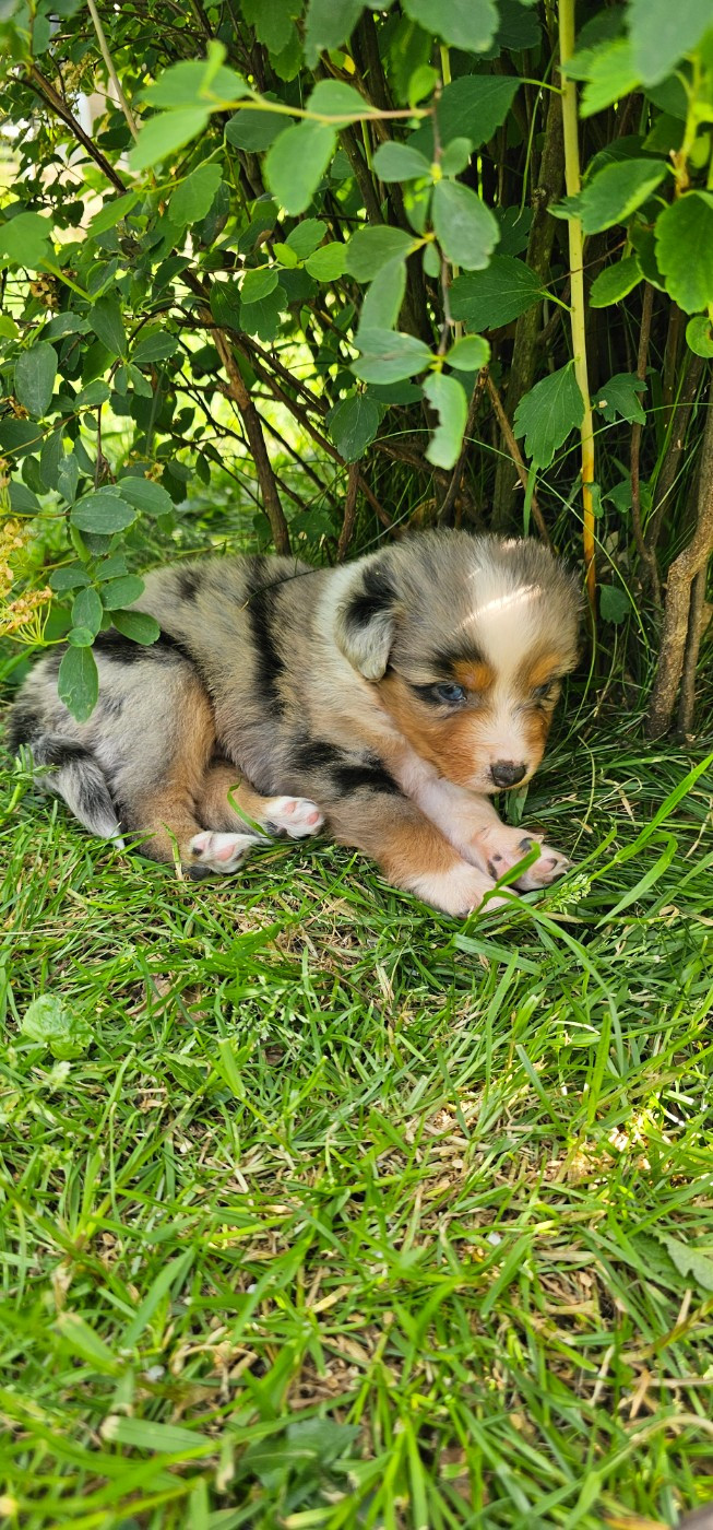 Bowie