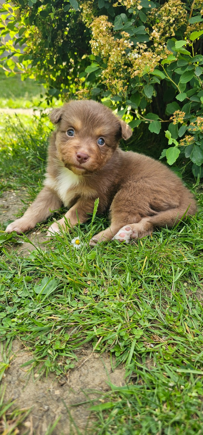 Baby Saja