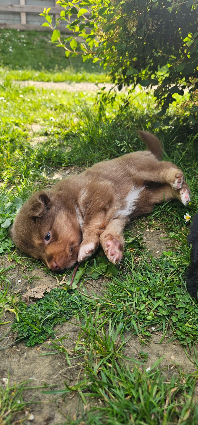 Baby Saja