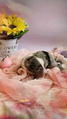 Les chiots de Berger Américain Miniature