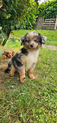 Les chiots de Berger Américain Miniature