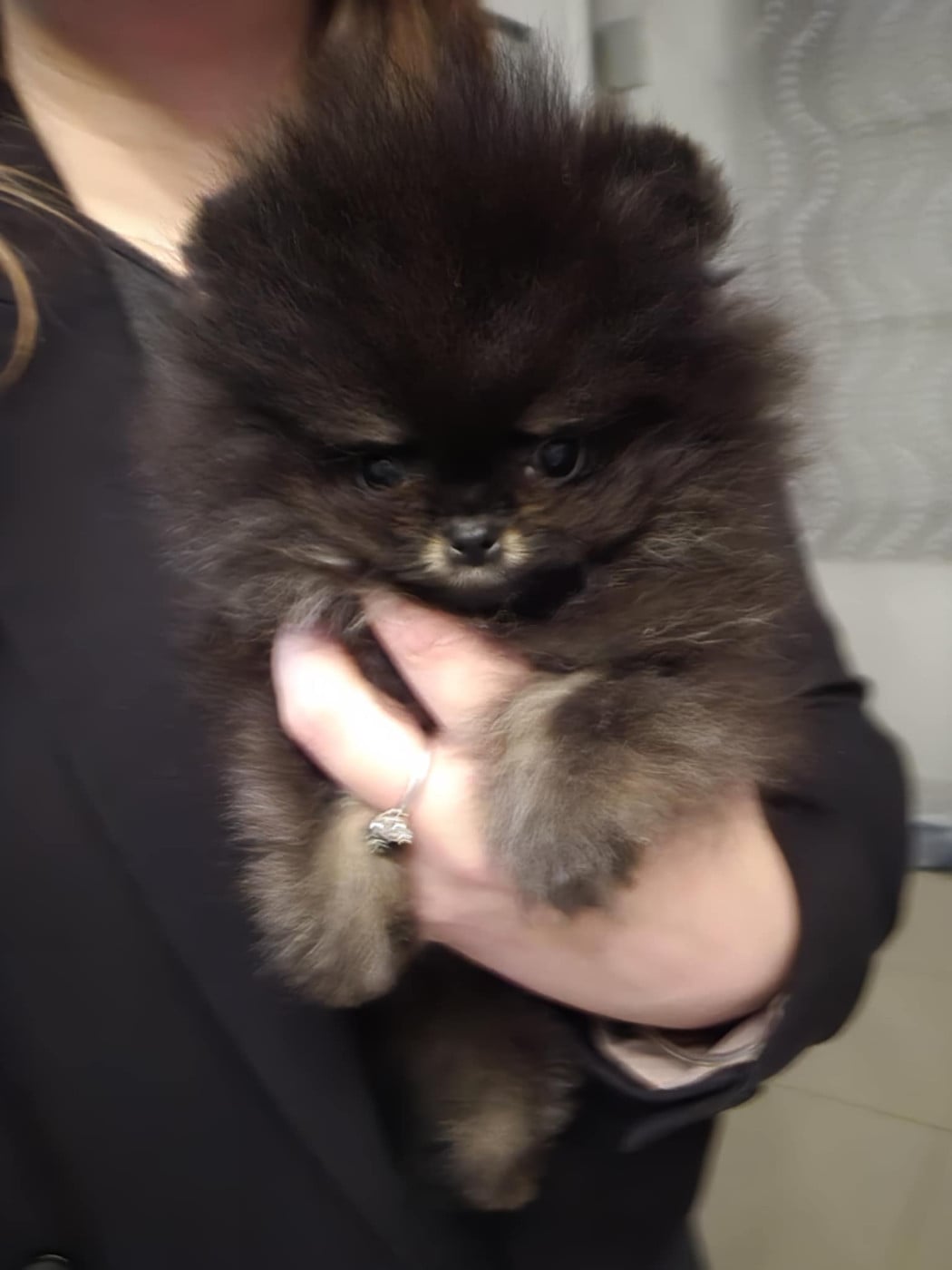 CHIOT - Spitz allemand