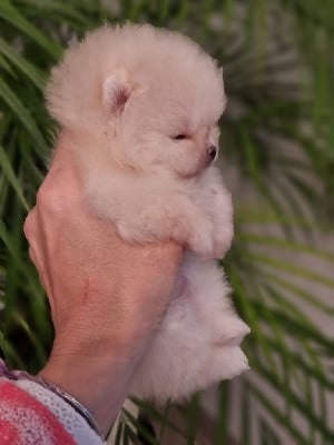 Les chiots de Spitz allemand