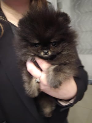 Les chiots de Spitz allemand