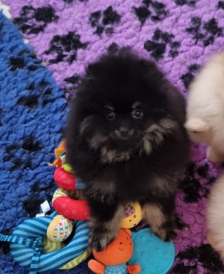Les chiots de Spitz allemand