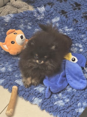 Les chiots de Spitz allemand