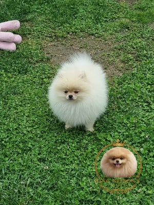 Les chiots de Spitz allemand