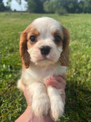 Les chiots de Cavalier King Charles Spaniel