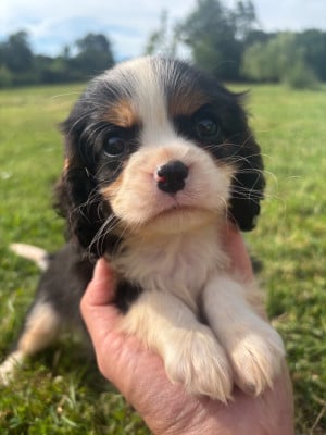 Les chiots de Cavalier King Charles Spaniel