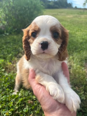 Les chiots de Cavalier King Charles Spaniel