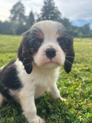 Les chiots de Cavalier King Charles Spaniel