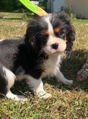 Les chiots de Cavalier King Charles Spaniel