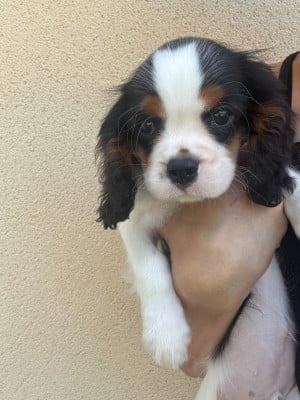 Les chiots de Cavalier King Charles Spaniel