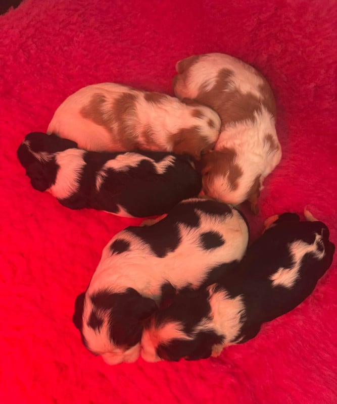 Cavalier King Charles Spaniel - (Sans Affixe)