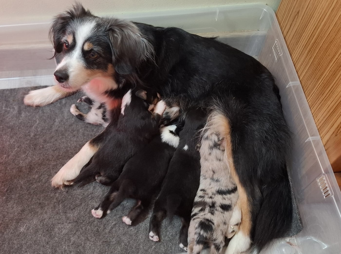 Berger Américain Miniature  - Des Coteaux De Montichamp