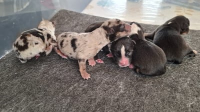 Berger Américain Miniature 