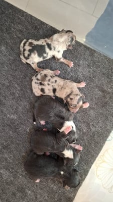 Les chiots de Berger Américain Miniature 