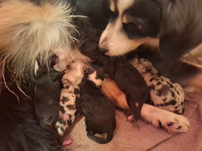 Les chiots de Berger Américain Miniature 