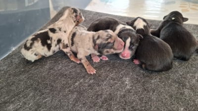 Berger Américain Miniature