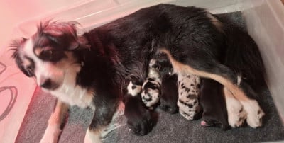 Les chiots de Berger Américain Miniature 