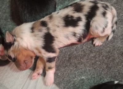 Les chiots de Berger Américain Miniature 