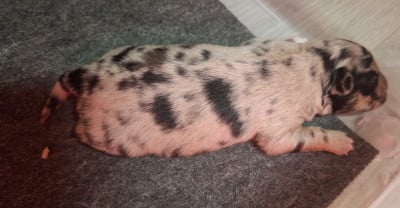 Les chiots de Berger Américain Miniature 