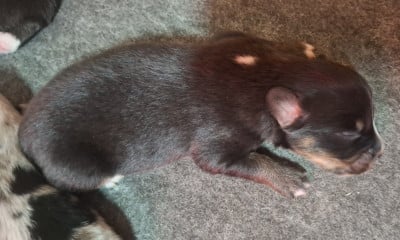 Les chiots de Berger Américain Miniature 