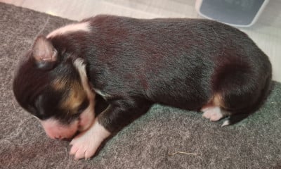 Les chiots de Berger Américain Miniature 