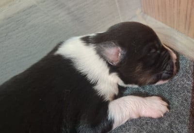 Les chiots de Berger Américain Miniature 