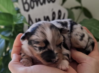 Les chiots de Berger Américain Miniature 