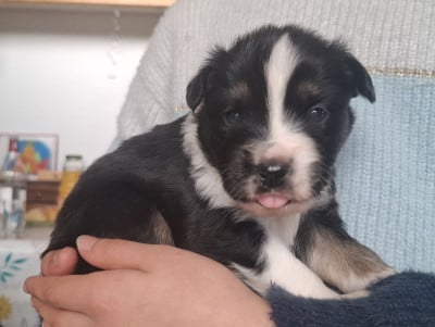 Les chiots de Berger Américain Miniature