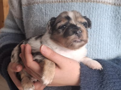 Les chiots de Berger Américain Miniature