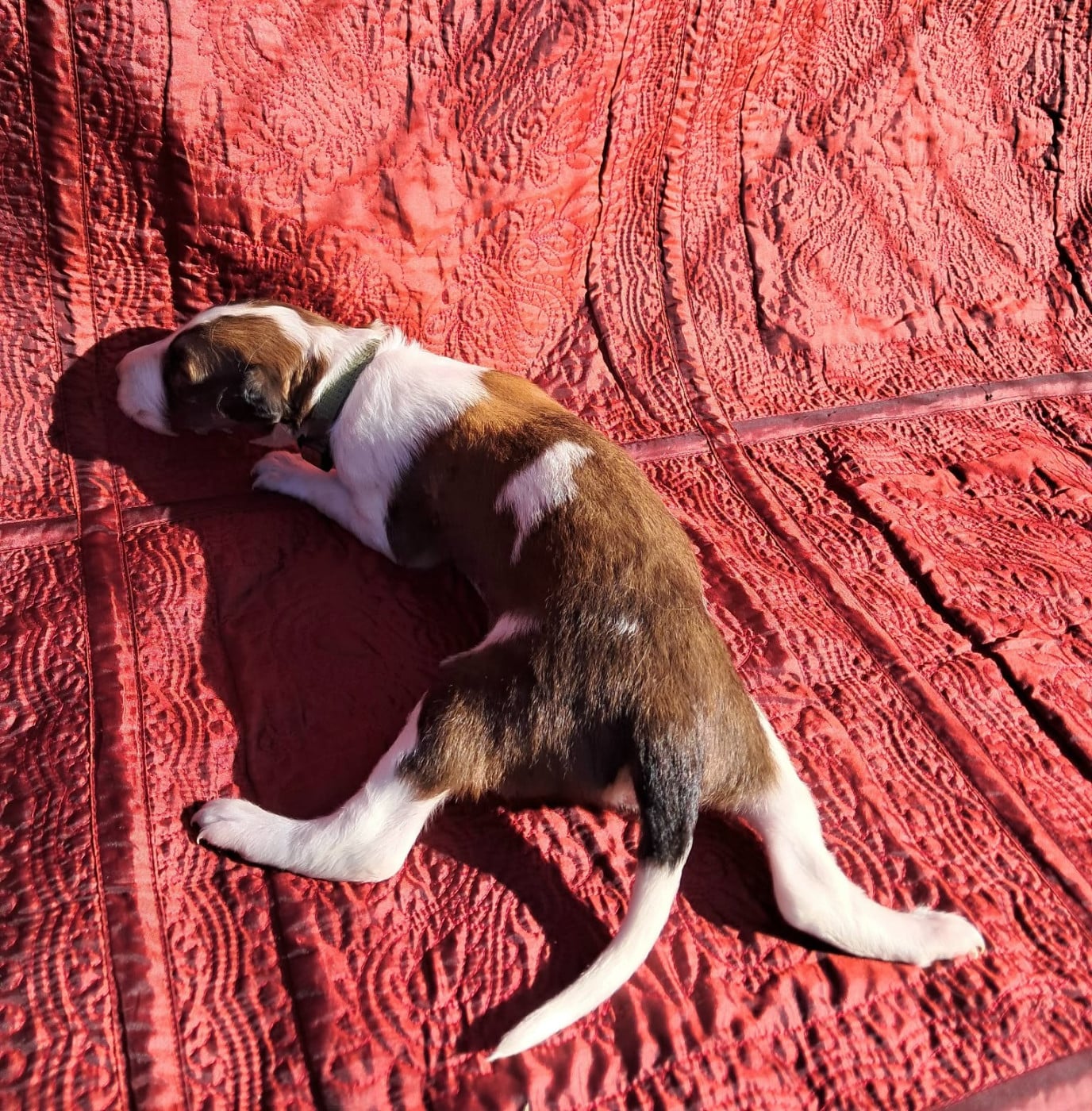 Belfast - Barzoi
