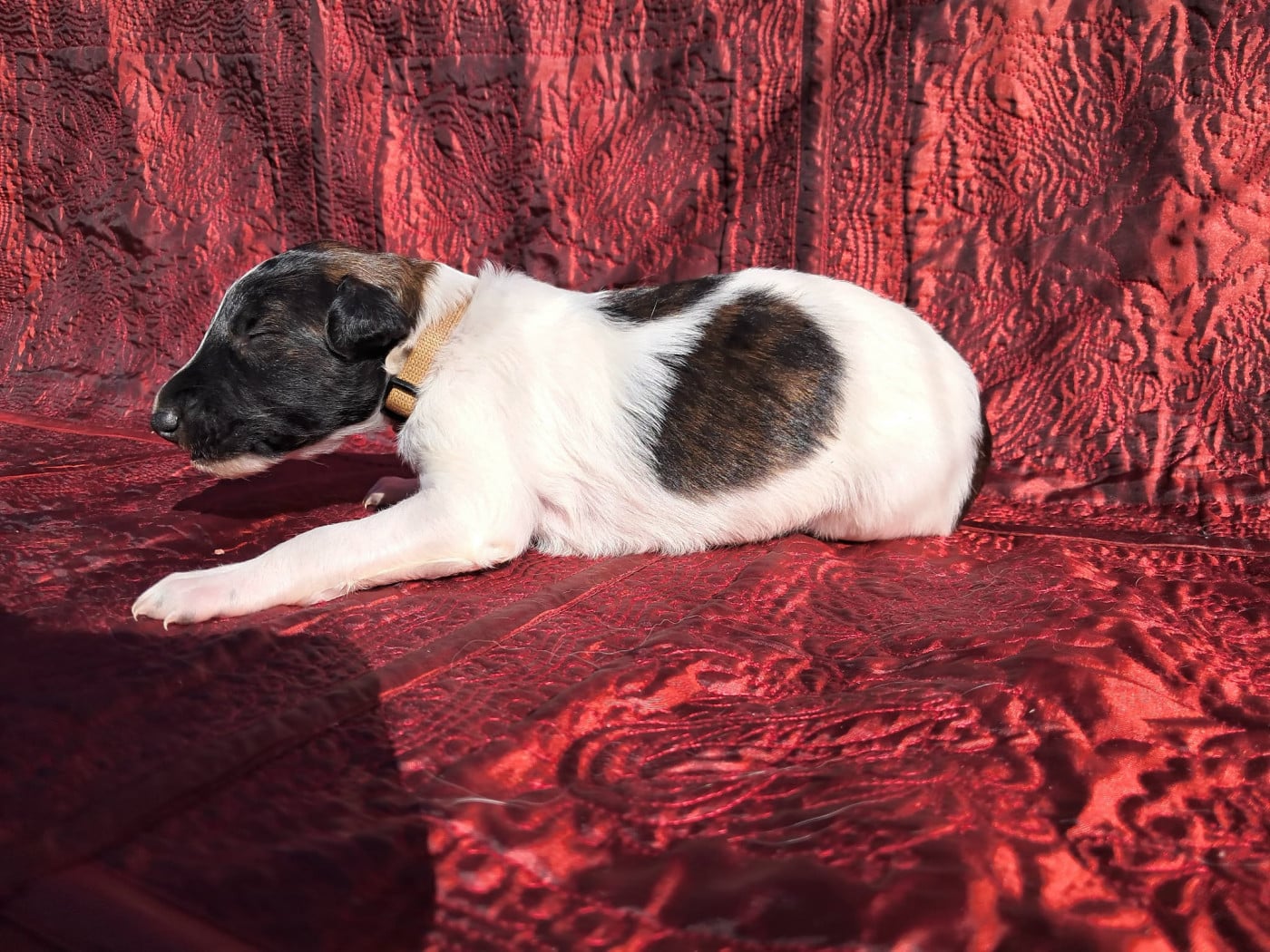 Bronco - Barzoi