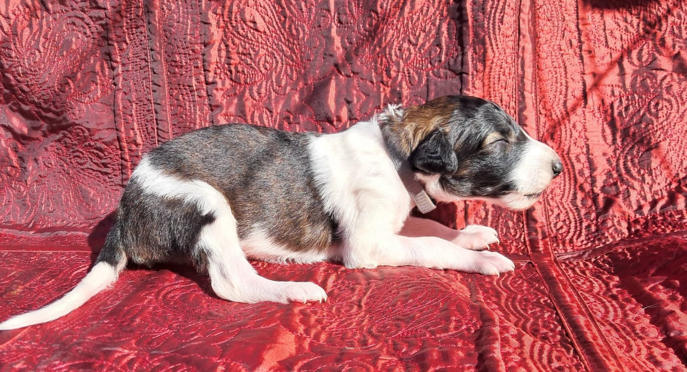 Balkan - Barzoi