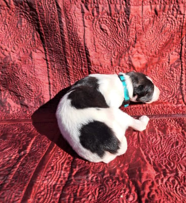 Les chiots de Barzoi