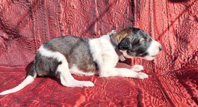 Les chiots de Barzoi