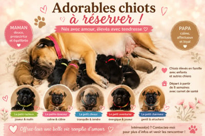 Cane Corso