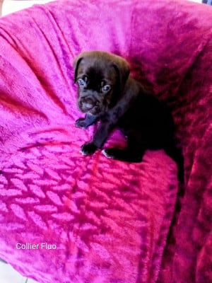 Les chiots de Cane Corso