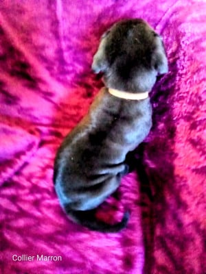 Les chiots de Cane Corso