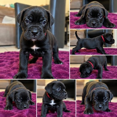 Les chiots de Cane Corso