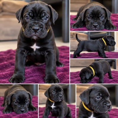 Les chiots de Cane Corso