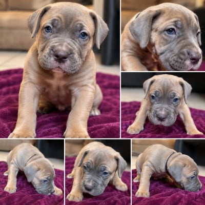 Les chiots de Cane Corso